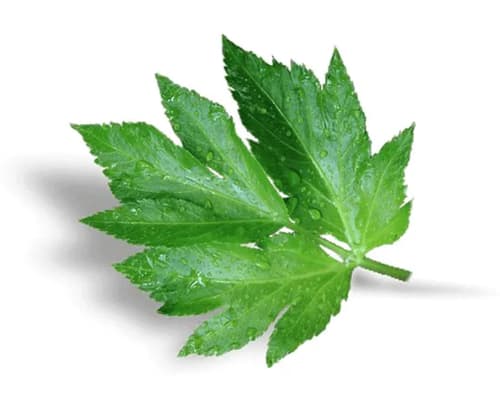 Soin botanique régénérant , huile visage anti-âge bio, Getto et Ashitaba