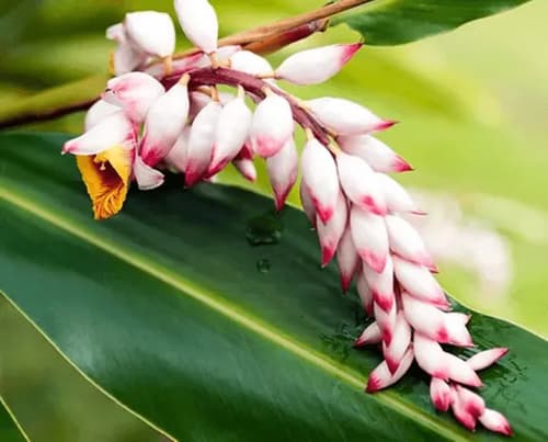 Soin botanique régénérant , huile visage anti-âge bio, Getto et Ashitaba